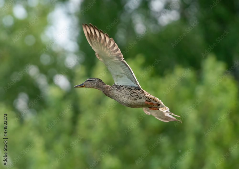 The duck flaps its wings and flies The duck flaps its wings and flies