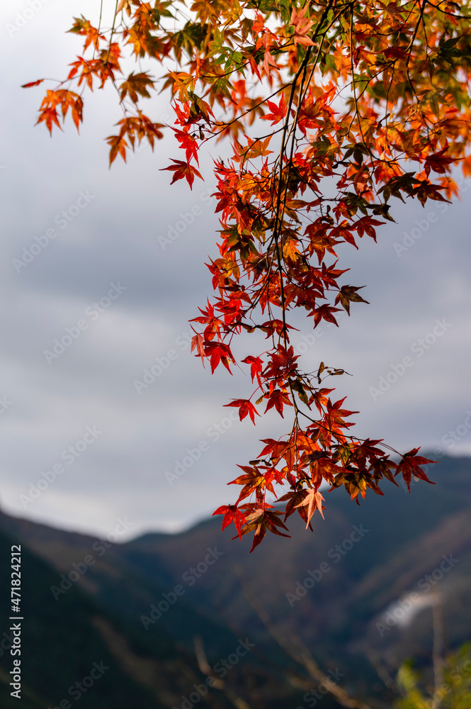 草木湖周遊道路の赤い紅葉 草木湖周遊道路の赤い紅葉