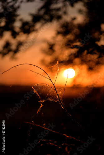 Beautiful spider web on the grass at sunset, close view