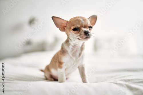 Beautiful small chihuahua puppy standing on the bed curious and happy  healthy cute babby dog at home
