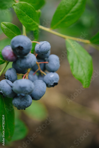 blueberry bush and berry close up