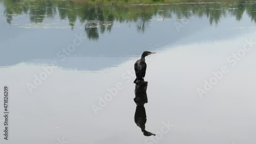 The cormorant swims peacefully. lowers his head into the water. Spreads her wings and poses for the camera. Shooting from a drone in motion. Lake Baikal. photo