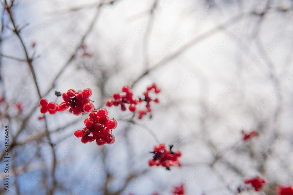 reached red viburnum on a sunny day reached red viburnum on a sunny day