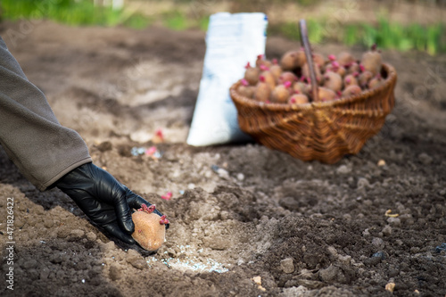 A farmer's hand in a black glove plants potatoes in a tuber in a hole with fertilizer on the background of a basket with seeds and a white bag with fertilizers on an earthen bed. Background