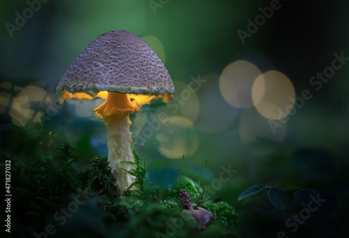 glowing mushroom