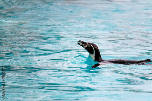 Humboldt penguin (Spheniscus humboldti) swims in clear turquoise water