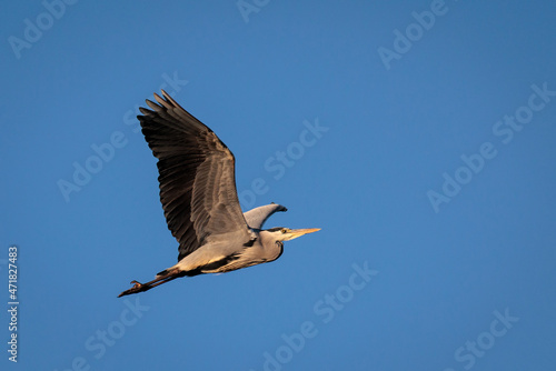 Grey Heron in its natural environment. © Eduardo Estellez