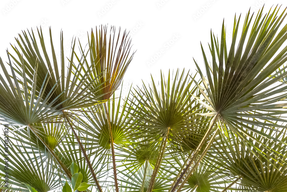Feuilles de palmiers lataniers sur fond blanc Feuilles de palmiers lataniers sur fond blanc