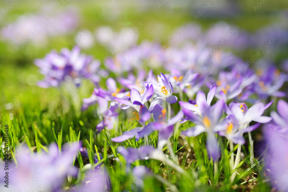 Blooming crocus flowers in the park. Spring landscape. Blooming crocus flowers in the park. Spring landscape.