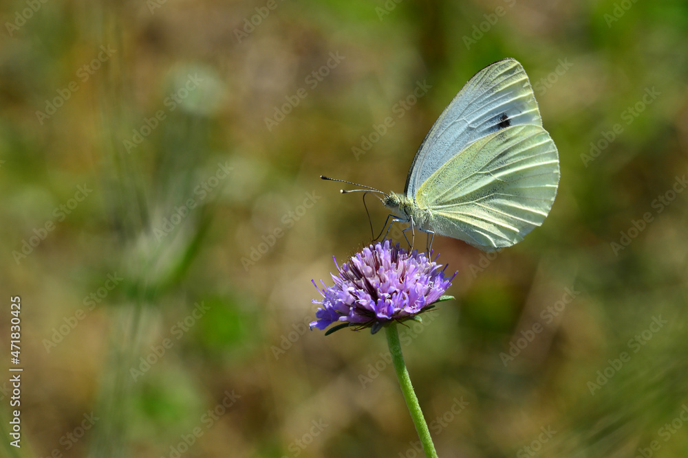 Macro shots, Beautiful nature scene. Closeup beautiful butterfly sitting on the flower in a summer garden. Macro shots, Beautiful nature scene. Closeup beautiful butterfly sitting on the flower in a summer garden.