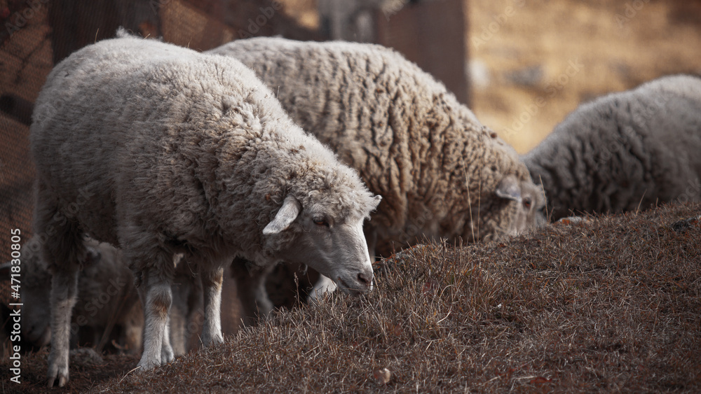 Domestic sheep walk in a warm meadow on an autumn morning in a large company Domestic sheep walk in a warm meadow on an autumn morning in a large company