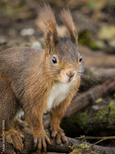 Schauendes Eichhörnchen © Marcel