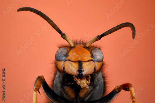 portrait frelon asiatique en macro focus stacking 