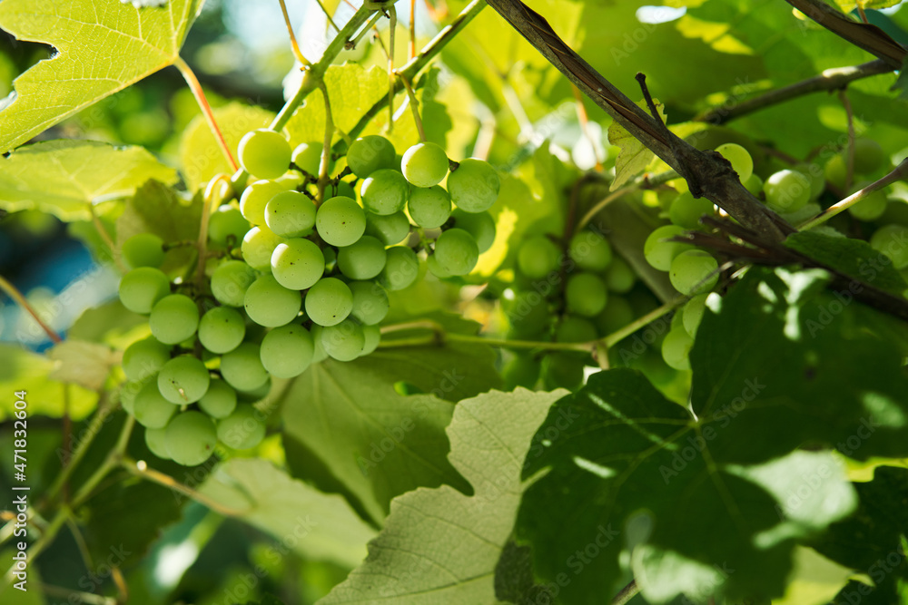 Grapes green leaves plants nature sun summer Grapes green leaves plants nature sun summer