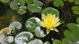 Flor de loto o Nenúfar amarillo con hojas verdes en estanque