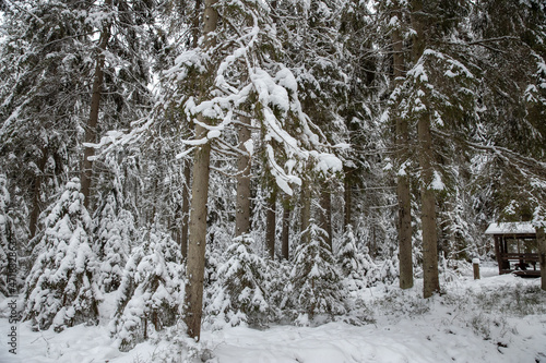 Winter forest, Trunks of larches in the snow. Lindulovskaya grove in the Leningrad region. photo
