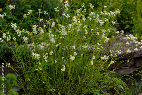 Obraz na plátne Luzula nivea, commonly known as snow-white wood-rush, snowy wood-rush and lesse
