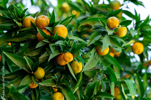 tangerines ripen on the branches close-up