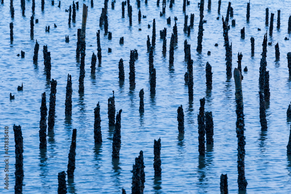 Obraz premium Blue Water Through Old Wood Pilings 