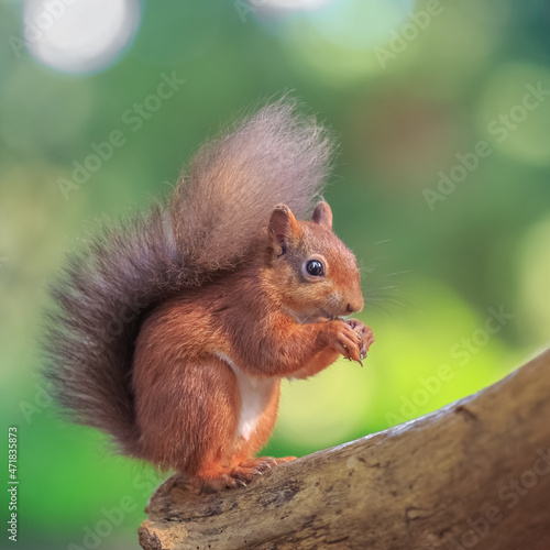 Adorable red squirrel feeding in woodland