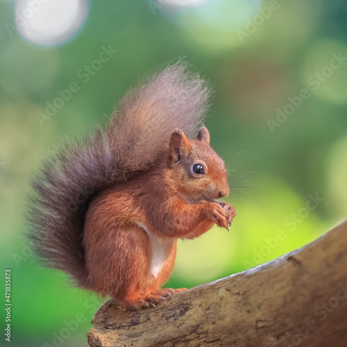 Adorable red squirrel feeding in woodland © Michael Conrad