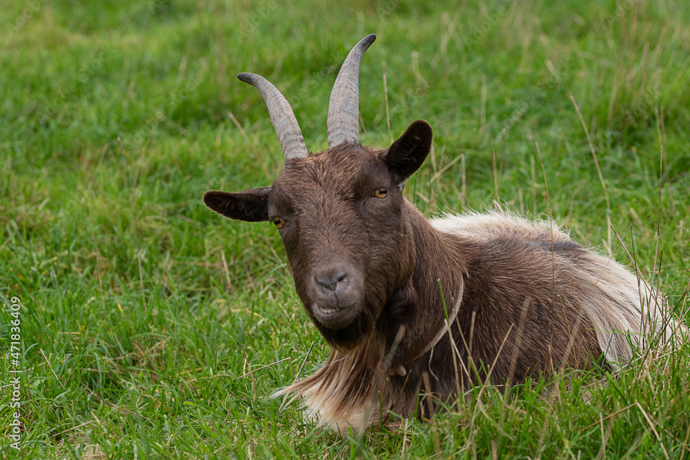 Brown head goat laying down in the grass.