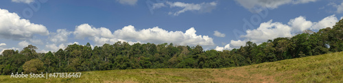 Panorama landscape of forest, trees, midow, and clouds in bluesky. Environment and ecology concept.