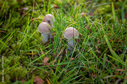 Autumn mushrooms in the grass macro photography.