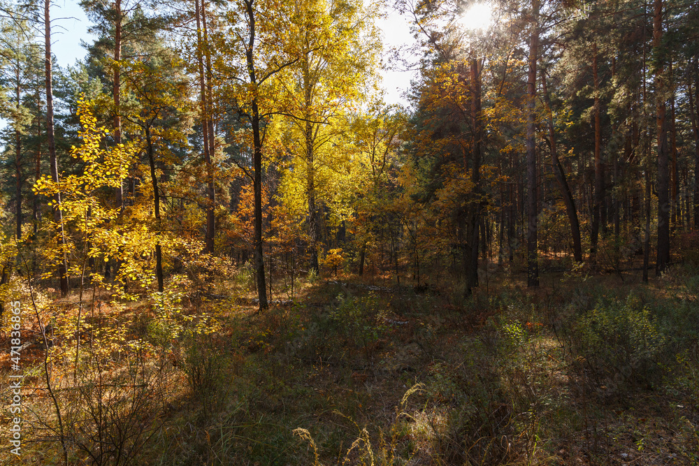 Colorful, dense autumn forest at sunset. The concept of seasons. Golden sun. Abstract natural background of the forest