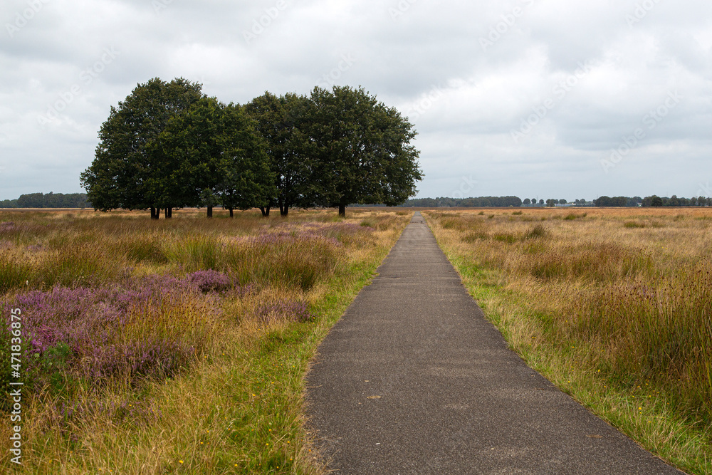 Cycle track in heathland nature reserve Hijkerveld, Drenthe, Netherlands
