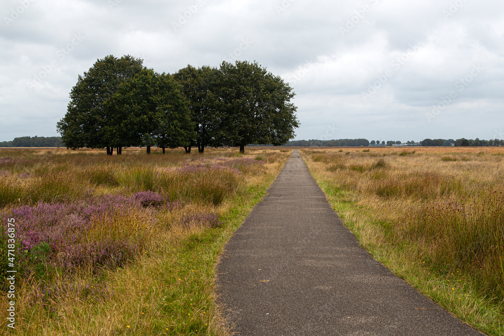 Cycle track in heathland nature reserve Hijkerveld, Drenthe, Netherlands Cycle track in heathland nature reserve Hijkerveld, Drenthe, Netherlands