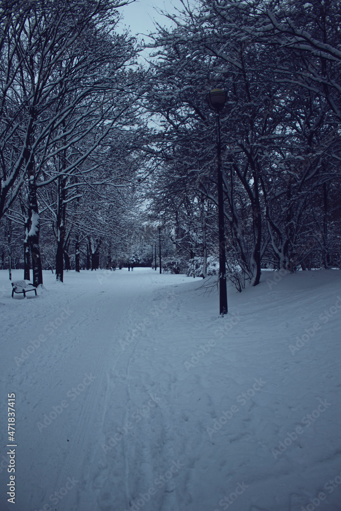 Fototapeta premium Droga parkowa zimą