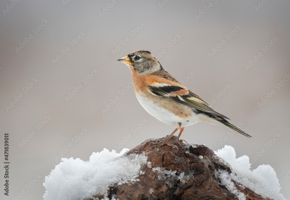 Brambling bird male ( Fringilla montifringilla ) Brambling bird male ( Fringilla montifringilla )
