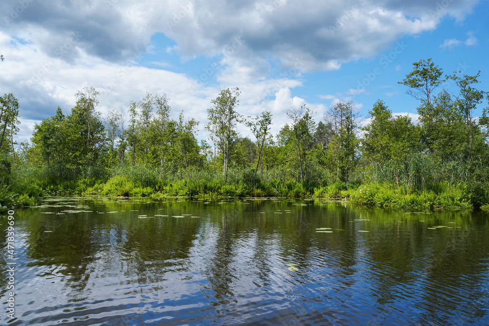 Beautiful picturesque lakeside overgrown with dense green vegetation. View from water. Bright sunny day, summer season. Tver region of Russia