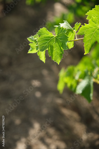 Natural vine leaves in the vineyard