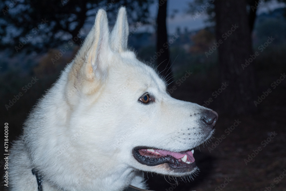 portrait husky dog