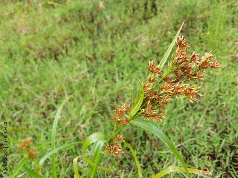 Sri Lankan jungle green grass with Nature Background
