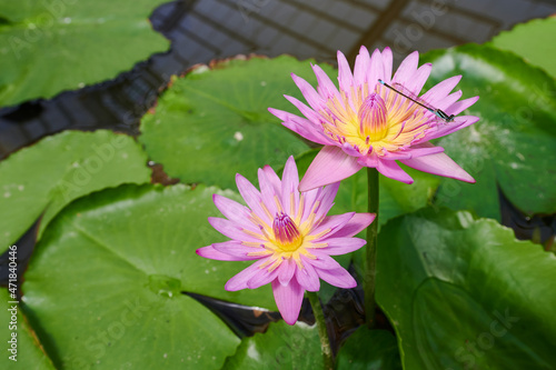 Dragonfly on a floating pink waterlily