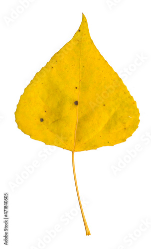 Yellow poplar leaf on white isolated background