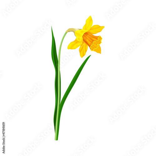 Narcissus beautiful orange flower. Elegant floral design element vector illustration