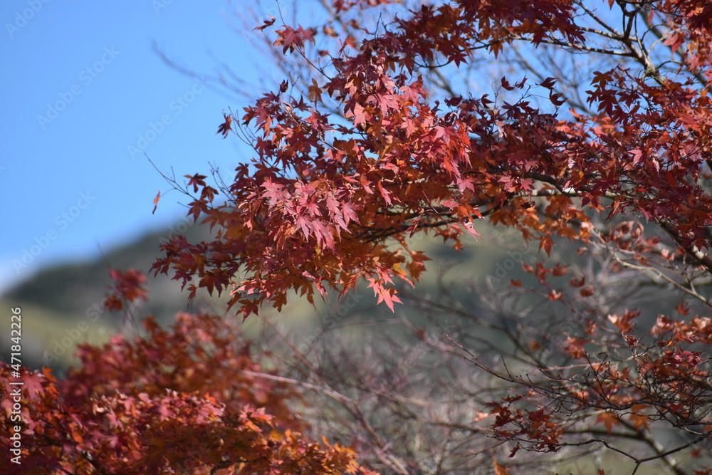 紅葉③