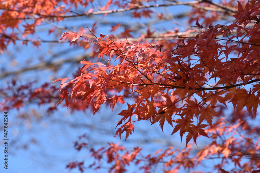 紅葉② 紅葉②