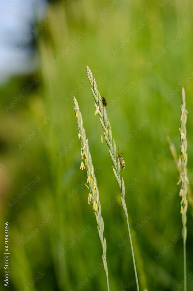 Green field palnt