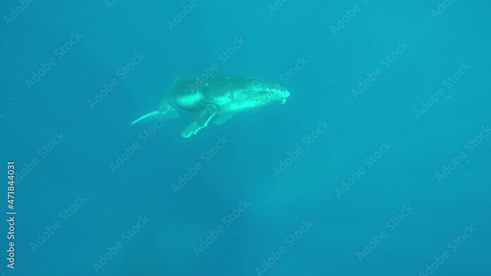 Newborn humpback whale cub swims next to mom underwater in Pacific Ocean. Megaptera Novaeangliae whale in blue water in Tonga Polynesia. Newborn humpback whale cub swims next to mom underwater in Pacific Ocean. Megaptera Novaeangliae whale in blue water in Tonga Polynesia.