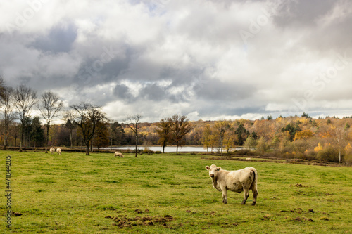 vache charollaise dans un champ en bourgogne près d'Autun en automne