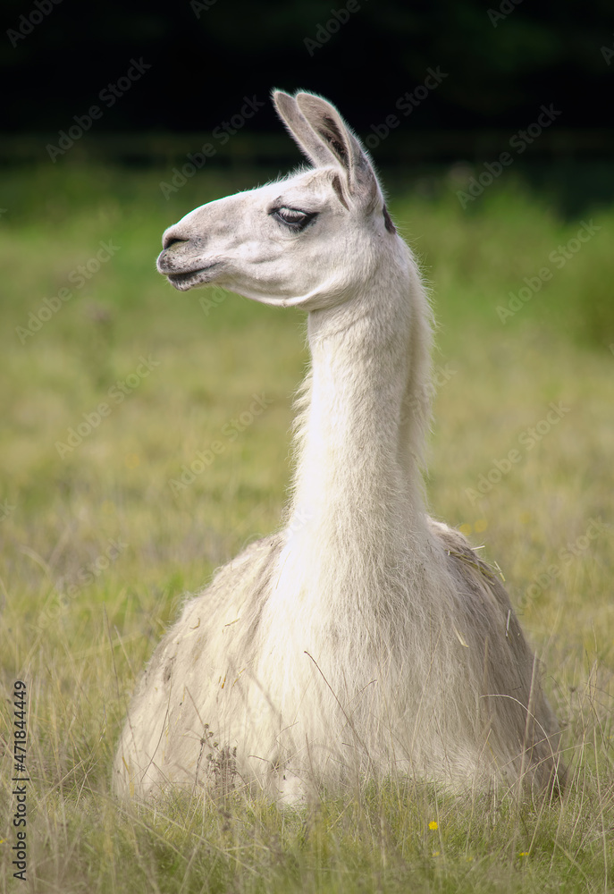 Fototapeta premium White llama resting in the autumn grass