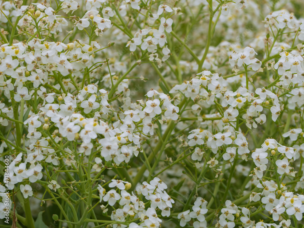 Spring white-green floral background. Close-up of white flowers blooming on the seashore of a light green plant Katran seaside (Latin Crambe maritima) or sea cabbage Spring white-green floral background. Close-up of white flowers blooming on the seashore of a light green plant Katran seaside (Latin Crambe maritima) or sea cabbage
