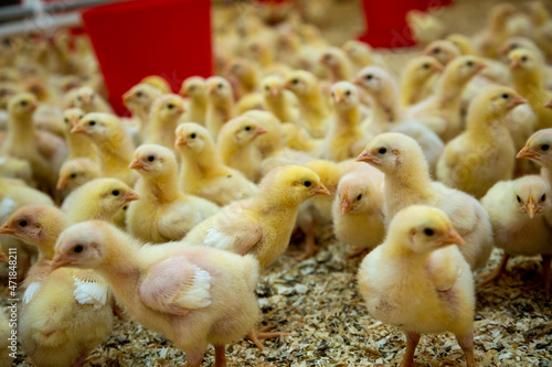 Fotografija industrial chick breeding farm with young yellow chicks