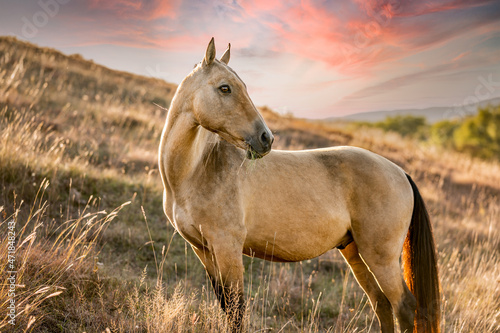 Akhal teke horse standing on sunset meadow 