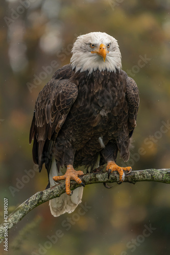 Beautiful and majestic bald eagle  American eagle  (Haliaeetus leucocephalus)  on a branch. Autumn  background with yellow, brown and green colors. American National Symbol.